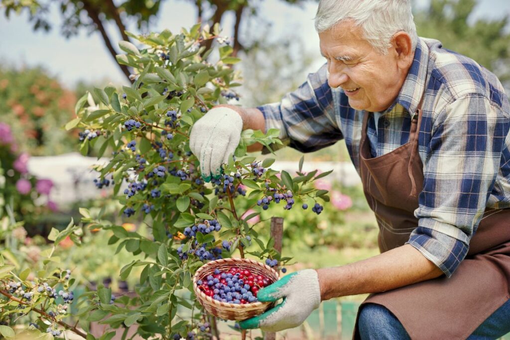 Pesquisadores da Epamig analisam a viabilidade do cultivo de frutas vermelhas no Sul de Minas