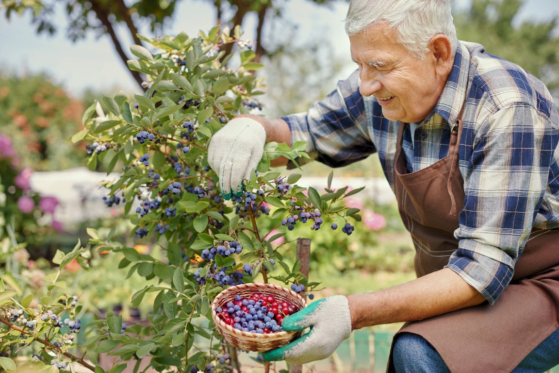 Pesquisadores da Epamig analisam a viabilidade do cultivo de frutas vermelhas no Sul de Minas