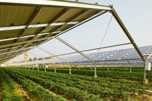 Pesquisadores da Epamig conduzem estudos sobre cultivos agrícolas sob painéis solares fotovoltaicos