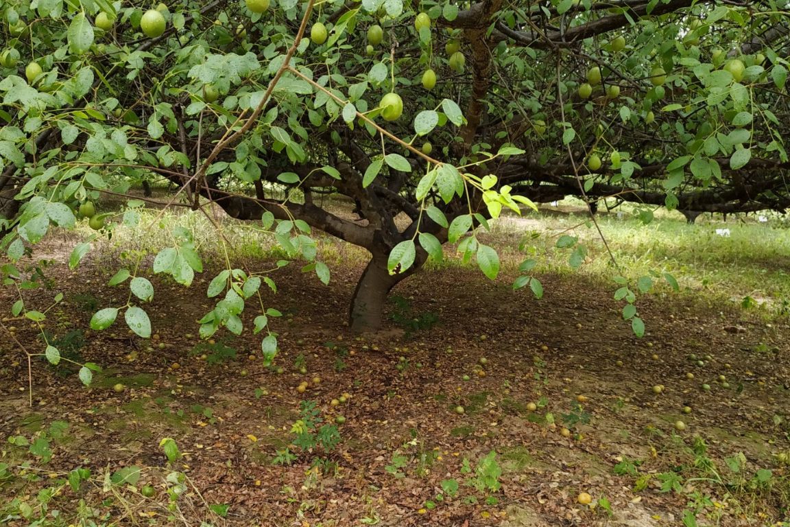 Pesquisadores promovem inovação no cultivo de umbu na Caatinga mineira