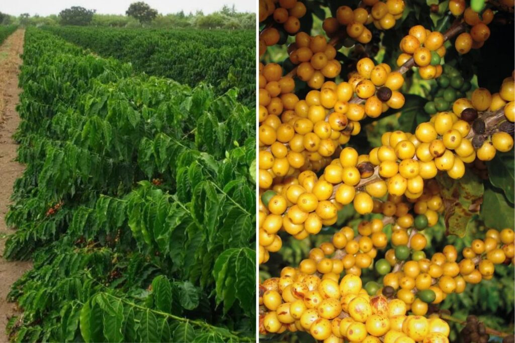 Pesquisadores agropecuários mineiros desenvolvem nova geração de café