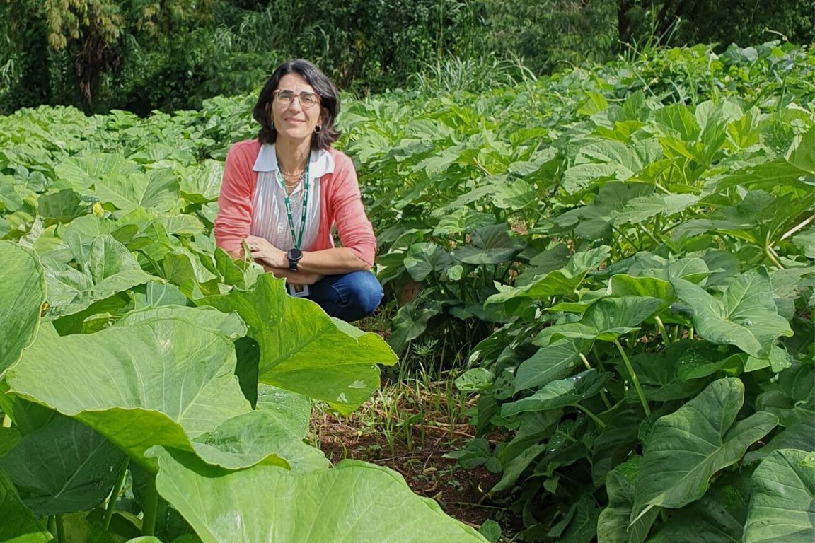8a8º HortPanc em Minas: Epamig, Embrapa e Emater-MG realizam evento sobre as plantas alimentícias não convencionais