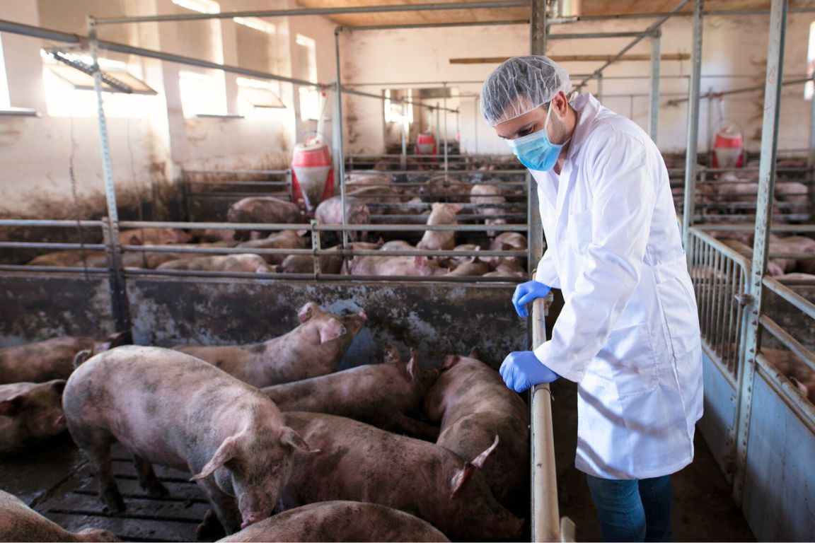 Dia Nacional do Suinocultor: pesquisas da Epamig impulsionam o setor em Minas Gerais