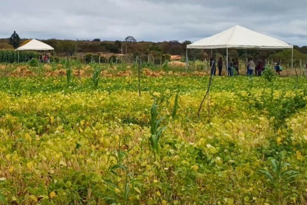 Pesquisadores da Epamig transformam a agricultura familiar em Montezuma