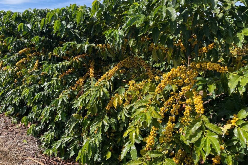 Pesquisadores da Epamig lançam nova cultivar para revolucionar a cafeicultura mineira