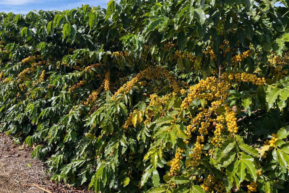 Pesquisadores da Epamig lançam nova cultivar para revolucionar a cafeicultura mineira