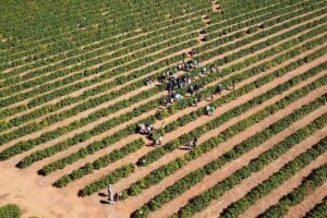 Edital destina R$ 12 milhões para projetos de pesquisadores da Epamig