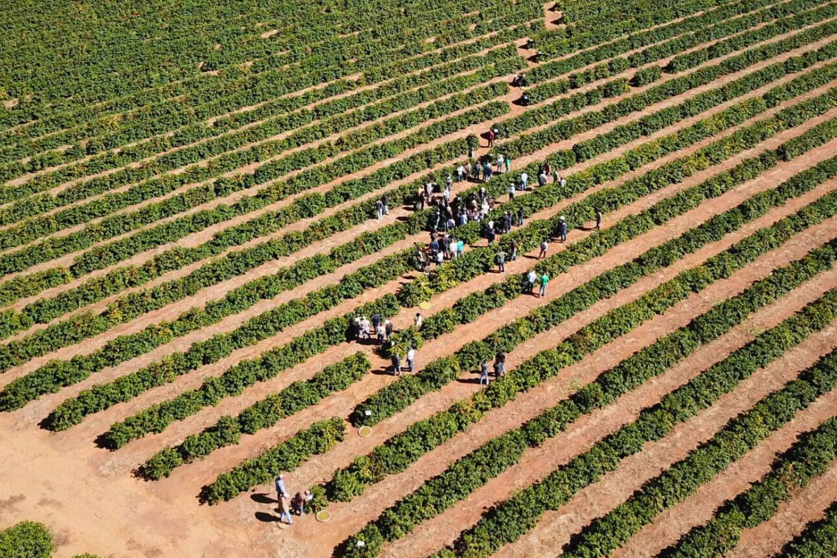 Edital destina R$ 12 milhões para projetos de pesquisadores da Epamig