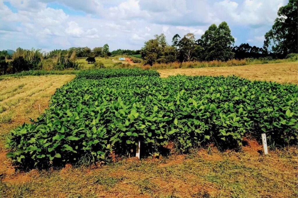 Pesquisadores garantem produtividade da safra mineira em fevereiro