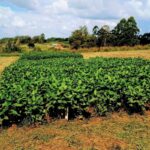 Pesquisadores garantem produtividade da safra mineira em fevereiro