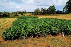 Pesquisadores garantem produtividade da safra mineira em fevereiro